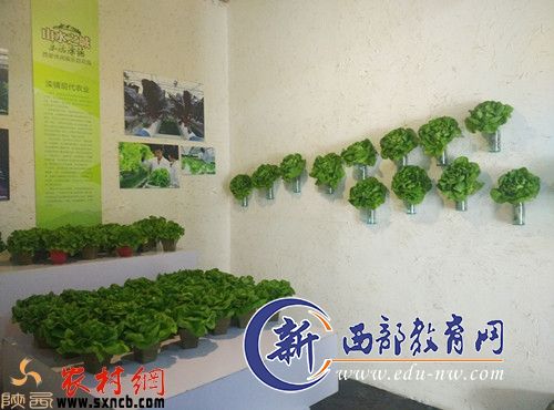 “菜”样百出  看滦镇“阳台菜园养成记”