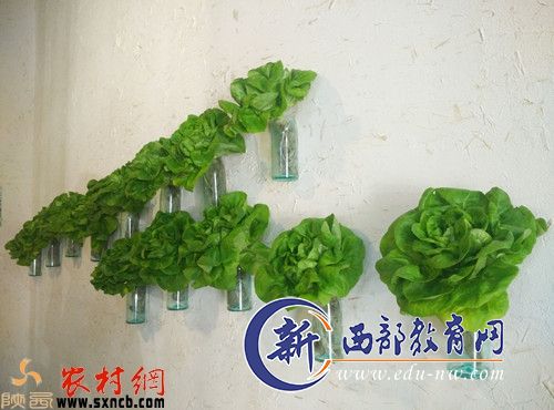 “菜”样百出  看滦镇“阳台菜园养成记”
