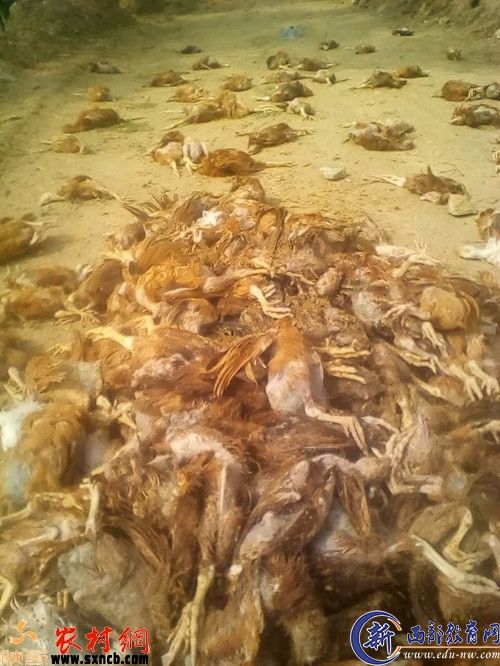 鸡死亡照片