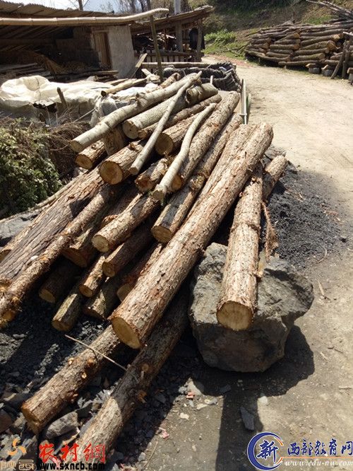 村民捡来被伐的部分林木