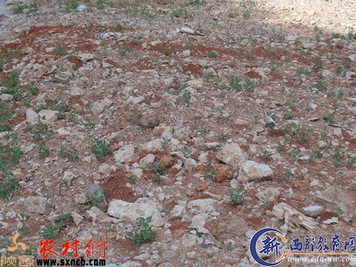 张岔村麻地窝子，复耕后的田快石头满地。