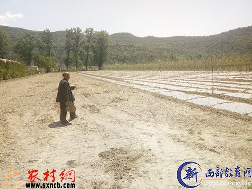 这块确权给文书乾的6.5亩地，右边已经种了地膜玉米的，就是被强行划走的3.5亩地