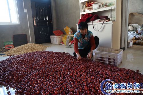  红枣现在仍是樊碧荣家收入的重要来源